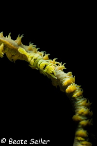 Whip coral shrimp by Beate Seiler 